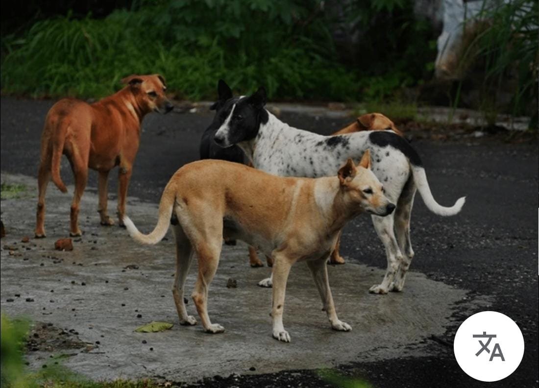 സുപ്രീം കോടതി രാജ്യത്ത് നായ കടിയേറ്റ സംഭവങ്ങൾ ആശങ്കാജനകമായി വർധിക്കുന്നതായി അഭിപ്രായപെട്ടു